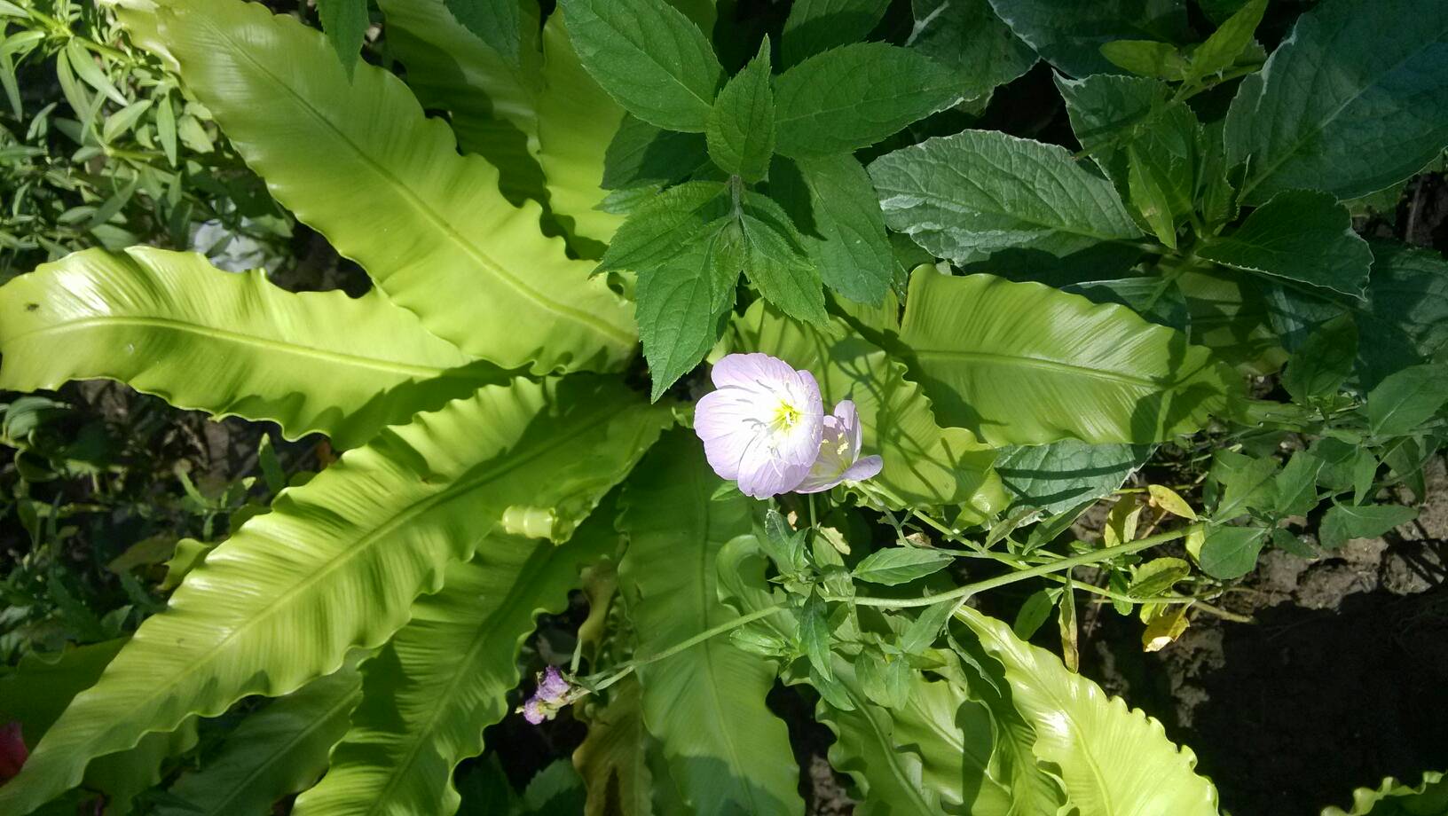 日本妈妈在线观看中文字幕